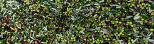 Olive prima della molitura