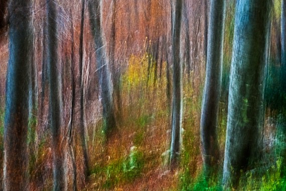 Fall. Walking in the woods