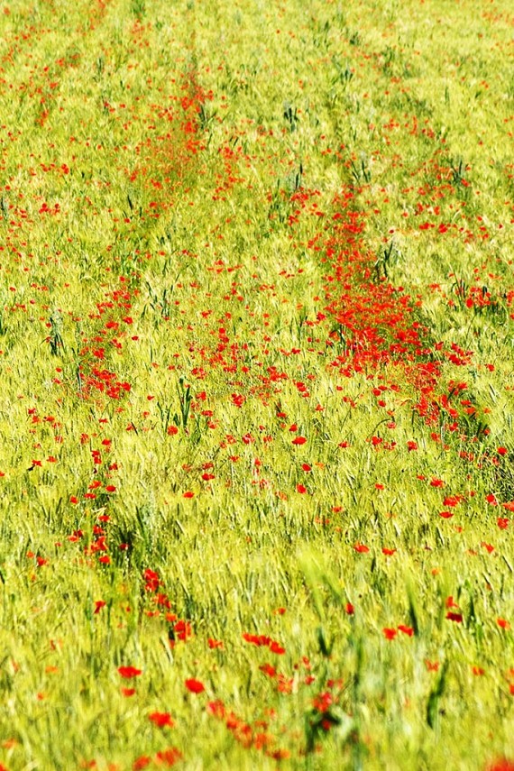 Poppies #2