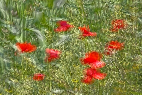 Poppies #3