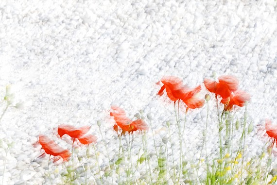 Poppies #5