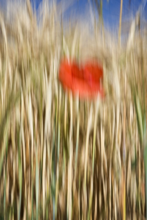 Poppies #6