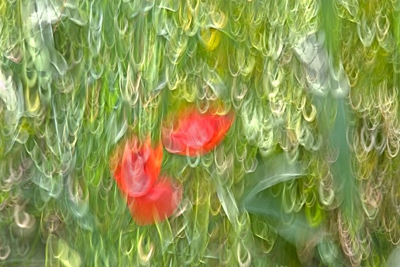 Poppies #4