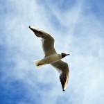 Seagull
