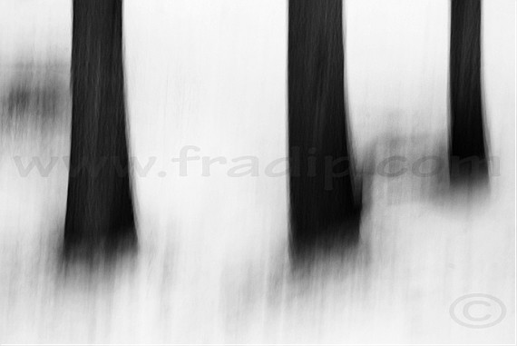 Winter trees #1