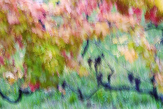 Autumnal vineyard