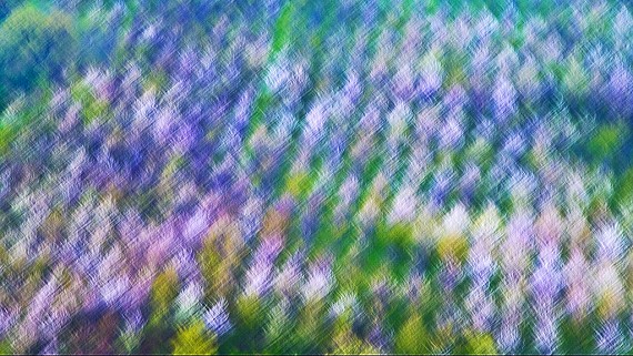 Trees in bloom #2