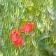 Poppies #4